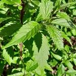 Elsholtzia stauntonii Hoja