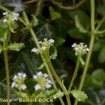 Valeriana echinata Outro