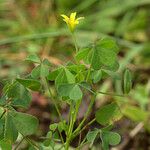Oxalis suksdorfii Hábito