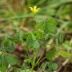 Oxalis suksdorfii Habitat