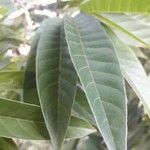 Annona reticulata পাতা