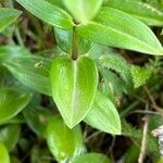 Gentiana parryi Leaf