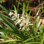 Ophiopogon jaburan Flor
