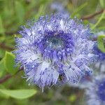 Globularia alypum Flower