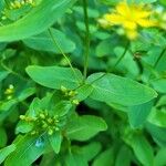 Hypericum punctatum List