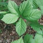 Rodgersia aesculifolia Hoja