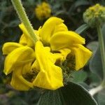 Phlomis fruticosa Virág