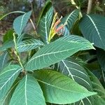 Sanchezia oblonga Leaf