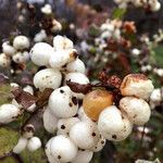 Symphoricarpos albus 果實