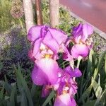 Iris x germanica Floro