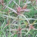Melampyrum pratense Leaf