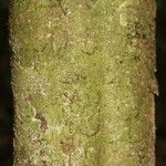 Oxandra asbeckii Corteza