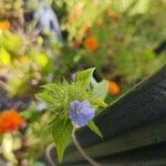 Jacquemontia tamnifolia Flor