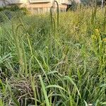 Carex pendula Foglia