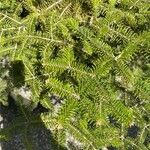Abies balsamea 叶