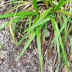 Carex pendula Leaf