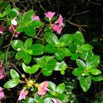 Rhododendron simsii Folha