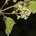 Mikania vitifolia Цвят