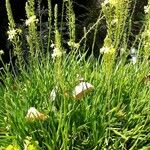 Bulbine bulbosa Yeri