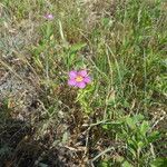 Sabatia campestris Alkat (teljes növény)