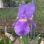 Iris sanguinea Flower