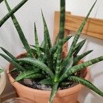 Dracaena stuckyiFuelha