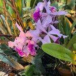 Cattleya trianae 花