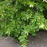 Tilia americana Flower
