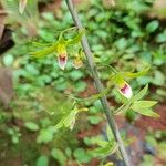 Eulophia euglossa Flower