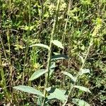 Pterocaulon alopecuroides Hábito