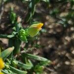 Cistus calycinus Feuille