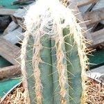 Pilosocereus leucocephalus Bark