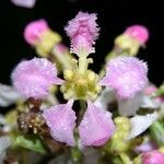 Banisteriopsis caapi Λουλούδι