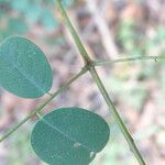 Machaerium lunatum Bark