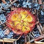 Drosera burmanni Leht