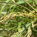 Sorghum halepenseBlomma