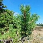 Pinus rigida पत्ता