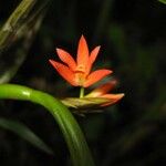 Scaphyglottis imbricata Flower