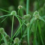 Cyperus hortensis Hábito