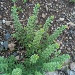 Alyssum alyssoides Habitat