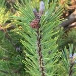 Pinus contorta Листок