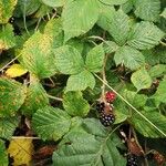 Rubus sprengelii 葉