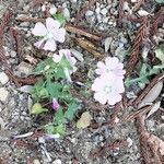 Malva punctata Flower