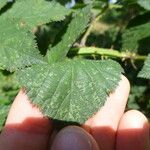 Rubus adspersus Leaf
