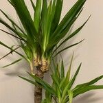 Yucca elephantipes Leaf