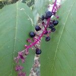 Phytolacca americana Fruto