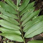 Aframomum angustifolium Leaf
