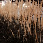 Calamagrostis stricta List