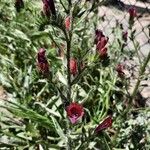 Echium creticum Virág