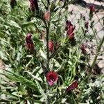 Echium creticum Flower